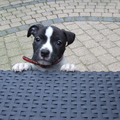 Roco's Amstaff