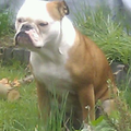 Old English Bulldog