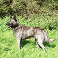 Hollandse Herdershond, korthaar