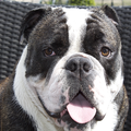 Old English Bulldog