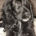 Engelse Cocker Spaniel