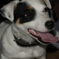 Jack Russell Terrier