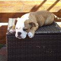 Old English Bulldog