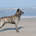 Hollandse Herdershond