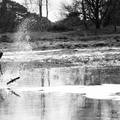 Foto van Fahra, de bc van Anja, die een plas water doorloopt achter een stok aan.

in feb. 2012 genomen, Kalmthout, België