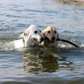 Tijdens een wandeling met Tristan en Annemarie. De honden gingen samen de stok uit het water halen:)