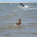 Diva die nooit zwemt, ging hier voor de eerste keer (en meteen de laatste keer) de Waddenzee in achter een kitesurfer aan!