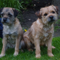 Border Terrier pups van Jessy
