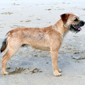Border Terrier pups van Jessy