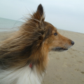 Mooie hoofd foto van onze Miko aan zee :)

de wind in zijn pels :)