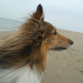 Mooie hoofd foto van onze Miko aan zee :)

de wind in zijn pels :)