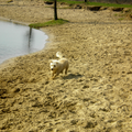 Dusty houdt niet zo van Zwemmen die heeft wel lol op het strandje :)