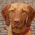 Vizsla (Hongaarse staande hond)