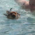 Hier ging Gino voor het eerst zwemmen tijdens het jaarlijkse hondenzwemmen