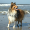 Lieve Cooper aan zee!