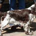 Engelsespringerspaniel huis Ruud Woning