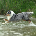Wie zegt dat je niet over water kan lopen, shelties kunnen dat wel!
