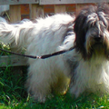 From Perciva's Lodge & Von Hugo Boss Schapendoes & Briard Fokker