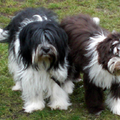 From Perciva's Lodge & Von Hugo Boss Schapendoes & Briard Fokker