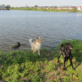 mijn ouders flatcoat en mijn eigen honden samen spelen bij het water. (met de bal)