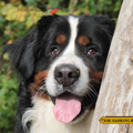 Berner Sennenhond