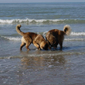 Elk jaar gaan wij met onze honden een gezellige wandeling maken langs het strand 
