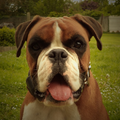 Boxer