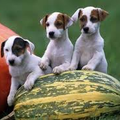 Jack Russell Terrier