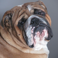 Engelse Bulldog