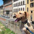 Mojo in Florence :)