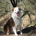 Australian Shepherd