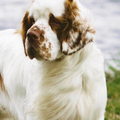 Clumber Spaniel