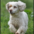 Clumber Spaniel