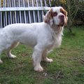Clumber Spaniel