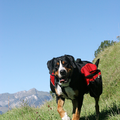 Met mijn eigen eten en drinken in mijn rugzak aan het bergbergklimmen in mijn geboorteland, Ollie de Grote Zwitserse Sennenhond ;)