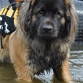 Leonberger