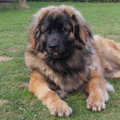 Leonberger
