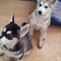 Alaskan Malamute