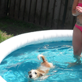 ik en mijn hondje doen alles samen, dus ook zwemmen :D 