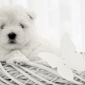 West Highland White Terrier