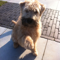 Irish Softcoated Wheaten Terriër