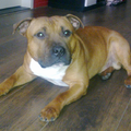 Staffordshire Bull Terrier