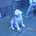 Amerikaanse Bulldog