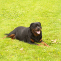 Rottweiler