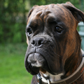 Boxer