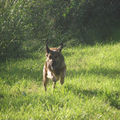 Dit was op vakantie, dicht bij het strand en het bos. We vonden tijdens de avondwandeling een open veld, en Zoë rende door het veld. 
