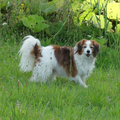 Kooikerhondje