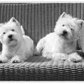 West Highland White Terrier