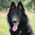 Groenendaelerkennel 