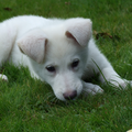 Mooi plaatje van Shanti als pup in het gras.